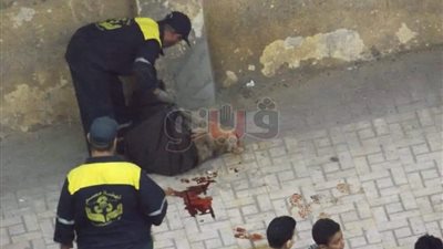 حملات لإبادة الكلاب بالإسكندرية بعد عقر ٣٦ شخصا