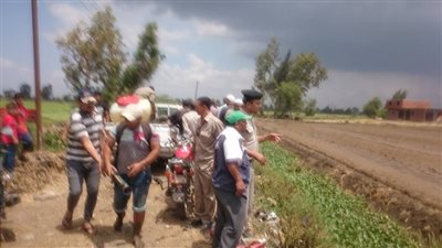 إزالة 8 أفدنة أرز مخالفة في الدقهلية (صور)