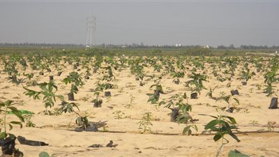 10 آلاف فدان بالقنطرة تنتظر شباب الخريجين عقب افتتاح قناة السويس