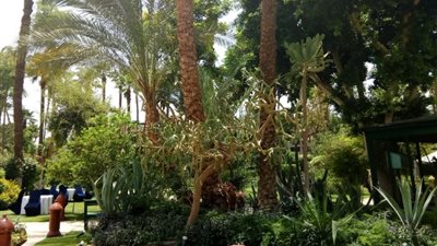 «حديقة قصر الونتر بلاس» بالأقصر تحتوي أقدم وأندر الأشجار (صور)