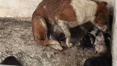 كلبة تنقل صغارها هربا من الأمطار (فيديو وصور)