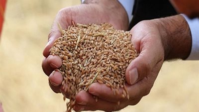 وصول 63 ألف طن قمح روسى لميناء سفاجا