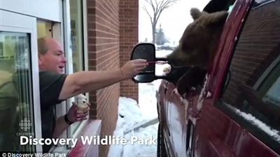 دب يتناول أيس كريم يثير حملة غضب ضد حديقة حيوان (فيديو وصور)