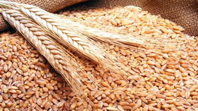 خبير: ضعف إنبات بعض حقول القمح يعود إلى العمليات الزراعية الخاطئة