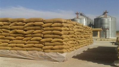 توريد 427 ألف طن قمح لصوامع وشون الشرقية