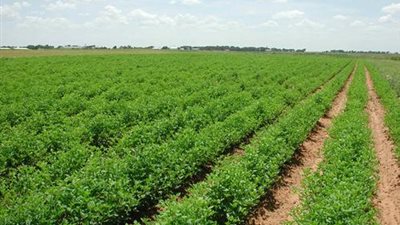 «دراسة»: مصر السابع عالميًا في «تفتيت توزيع الأراضى»