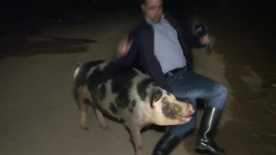 خنزير يحرج مراسلا تليفزيونيا ويطارده على الهواء مباشرةً (فيديو)