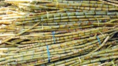 رفع سعر توريد طن القصب إلى 400 جنيه يدعم المزارعين