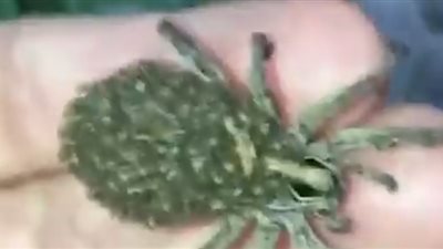 أنثى عنكبوت تحمل مئات الصغار أعلى ظهرها (فيديو)