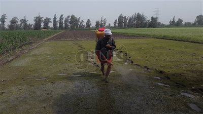 1006 مخالفين للدورة الزراعية بالأرز في الدقهلية
