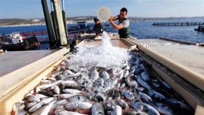 منى محرز: 90 طنا إنتاج فدان الاستزراع السمكي في الصحراء