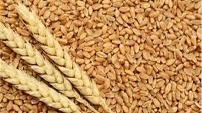هل تراجعت نسبة شراء محصول القمح من المزارعين؟.. الحكومة تجيب