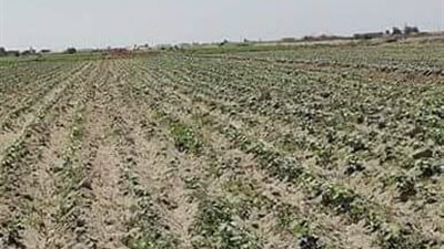 «الذهب الأبيض».. حلم فلاحى الإسماعيلية المنتظر مضاعفة إنتاجه (فيديو)