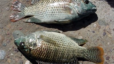 البلطي يسجل 12 جنيهًا بالشرقية