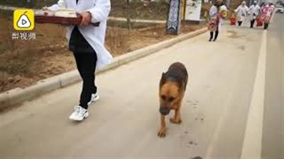 كلب وفي ينبش قبر صاحبه ويمتنع عن الأكل والشرب بعد وفاته (فيديو)