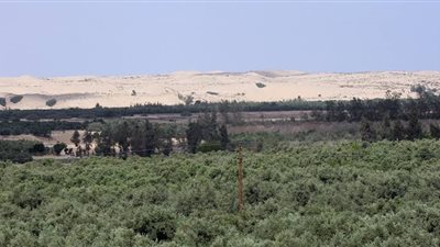 حقيقة بيع أراضي هيئة الأوقاف لصالح صندوق مصر السيادي