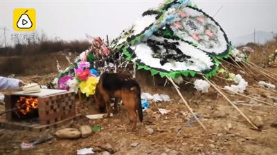 كلب وفي يرفض مغادرة قبر صاحبه