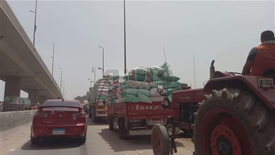 توريد 188 ألفا و515 طن قمح لشون وصوامع الدقهلية