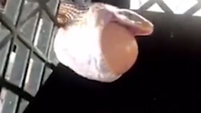 ثعبان يتنازل عن وجبته بعد وقوعه في مأزق (فيديو)