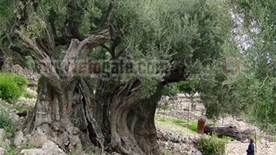 65 ألف يورو ثمن شجرة زيتون تعود إلى ألفى عام