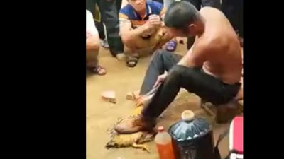 ساحر يستخدم خدعة ويدعي إعادة دجاجة للحياة بعد موتها (فيديو)