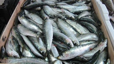 ضبط أسماك مجهولة المصدر بالمنوفية