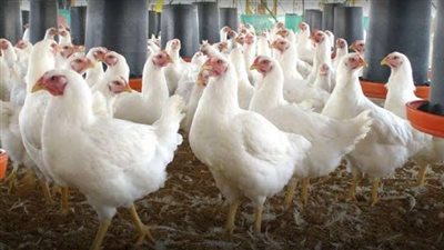 تجارية القاهرة: تذليل عقبات التصدير يدعم الصناعة المحلية