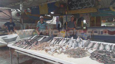 بالصور.. محال بيع الأسماك بالإسماعيلية تستعد لـ «افتتاح القناة»