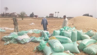 توريد 449 ألفا و167 طن قمح لشون وصوامع الشرقية