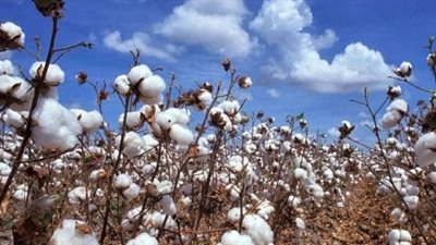 الإحصاء: الهند أكثر الدول استيرادا للقطن المصري