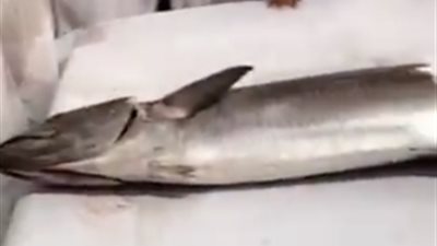 أغلى سمكة في العالم.. السعر مفاجأة (فيديو)