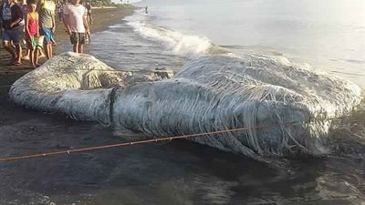 كائن غامض يثير رعب قرويين بالفلبين (فيديو وصور)