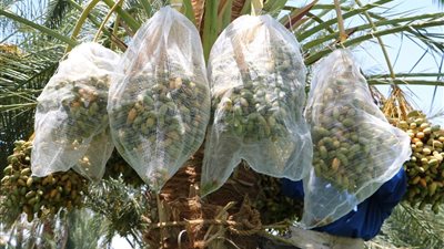 الوادي الجديد تستعد لإقامة المهرجان الدولى للتمور في يناير