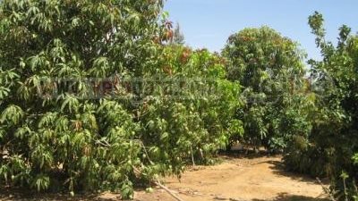 مانجو الإسماعيلية مهدد بالبوار بسبب المياه الجوفية