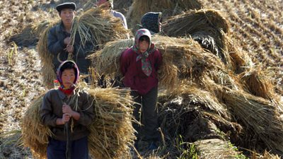 فلاحون صينيون يبتكرون طريقة لزراعة الأرز الصحراوي بمياه أقل