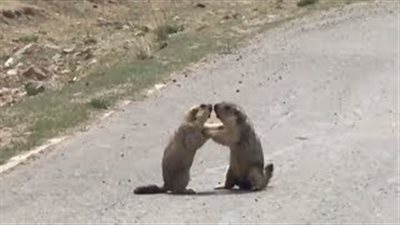 معركة بين اثنين من حيوان «المرموط» على أنثى (فيديو)