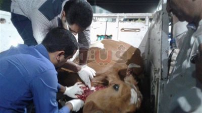 ضبط تاجر ماشية بتهمة الذبح خارج المجازر الحكومية في سوهاج (صور)