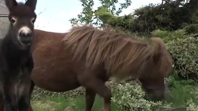 أنثى حصان تلد حمارًا في نفس حجمها تقريبًا (فيديو)