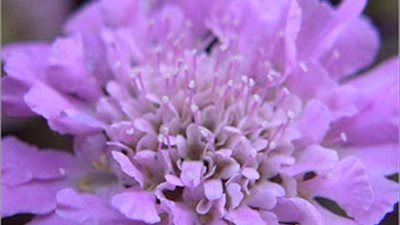 بالورد واللافندر.. عطري منزلك في عيد الحب