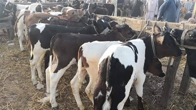 الزراعة: خسائر مربي الماشية أغلبها في هامش الربح وليس رأس المال