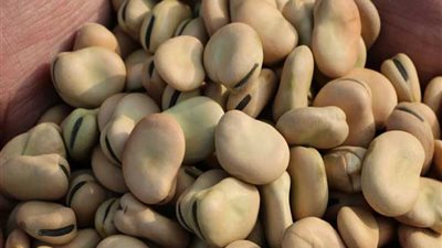 الغرفة التجارية تكشف أسباب ارتفاع أسعار الفول البلدي (فيديو)