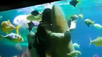 رقصة رومانسية بين غواص وسمكة قرش في أعماق البحار (فيديو)