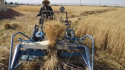 10 معلومات عن خطة الـ 500 حقل إرشادي للتوسع في زراعة القمح بالوادي الجديد