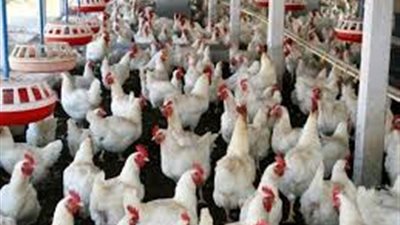 ارتفاع مرتقب لأسعار الدواجن بسبب فصل الشتاء