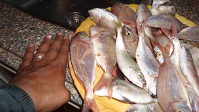 «سمك مرجان» يسجل 16 جنيهًا بسوق العبور.. اليوم