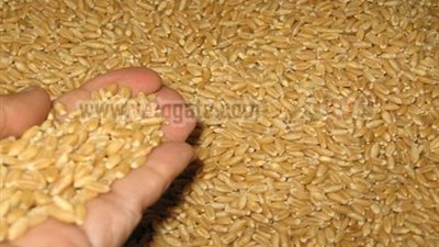 مليون و190 ألف طن مخزون القمح بميناء الإسكندرية