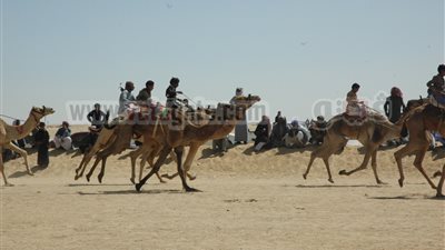8 محافظات تشارك في مهرجان الهجن بنويبع