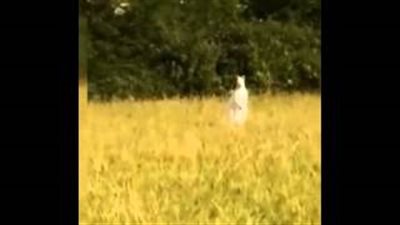 بالفيديو.. ظهور كنغر نادر من جنس الألبينو في قرية بريطانية