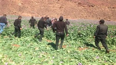 إبادة 4 أفدنة «بانجو» بجنوب سيناء