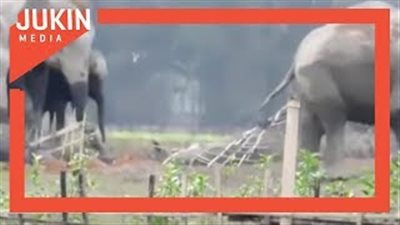 رد فعل أنثى فيل لحظة سقوط صغيرها في حفرة (فيديو)